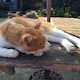 りおのアイコン