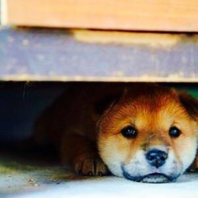 もだだ
