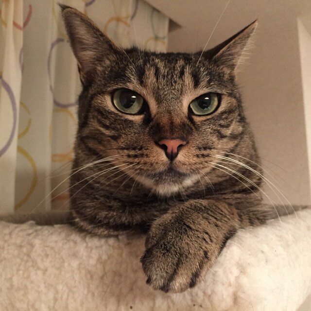 mikko