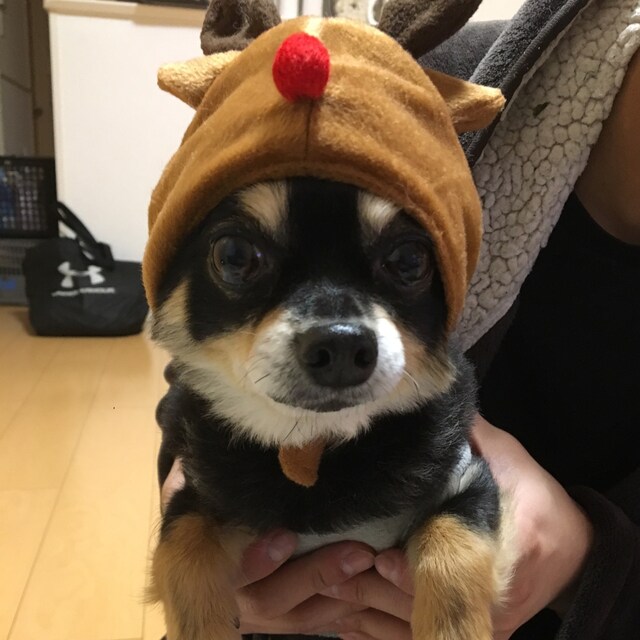 ちかぴょん