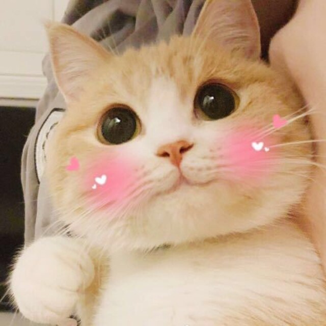 芒果是只喵