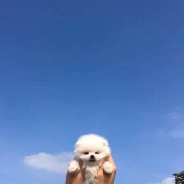 コマユミ
