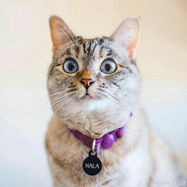 ZOE223