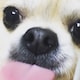 ここのアイコン