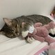 Catのアイコン