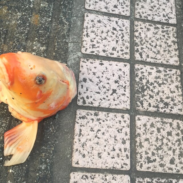 たむ