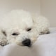 ふるやしきのアイコン