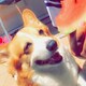 きちぞうのアイコン