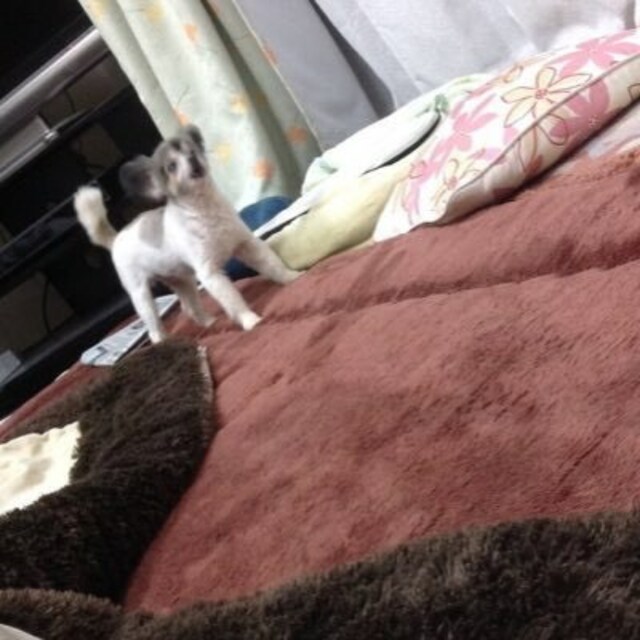 中内麻衣花