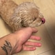 Jellyのアイコン
