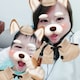 hedyshow