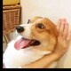 她不会爱上我的のアイコン
