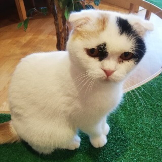 農