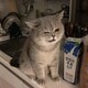飛翔的猫のアイコン