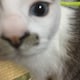 かわたろうのアイコン