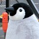 penguinのアイコン