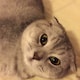 wow777のアイコン