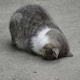 哎呦好气啊のアイコン