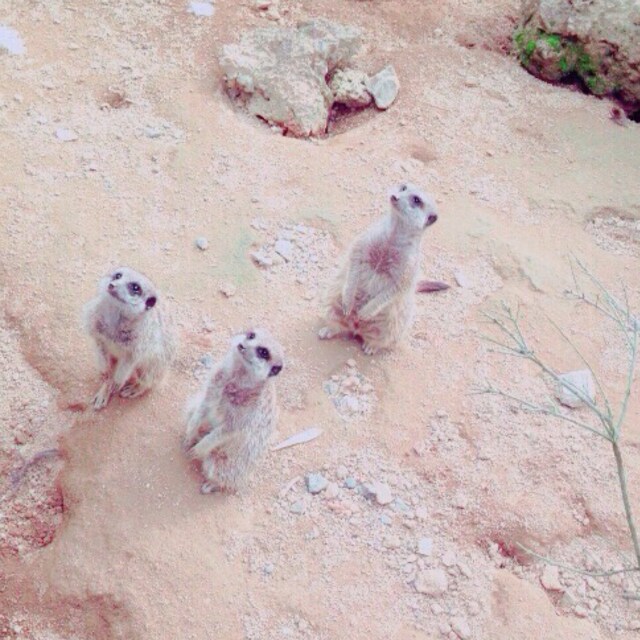 みかん