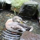 ここめろのアイコン