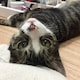 샤샤shashaのアイコン