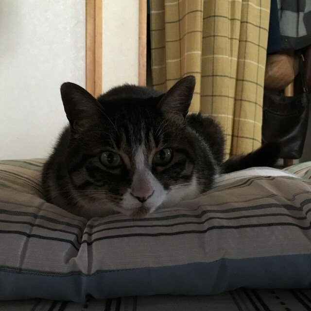 seiya