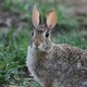 grayrabbit