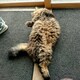 たろすのアイコン