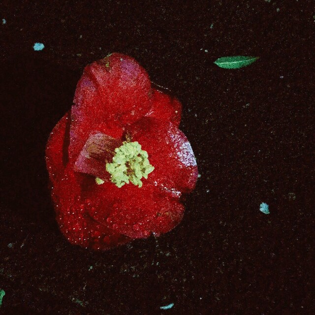 ふぇいも