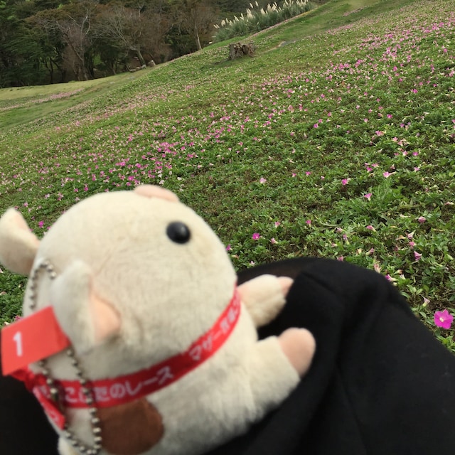 サラ