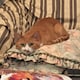 ちゃまのアイコン
