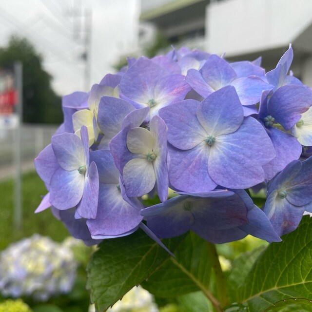 悠です