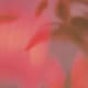 FeelFlowsのアイコン