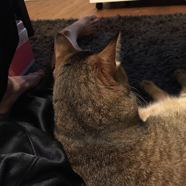 ちょこ