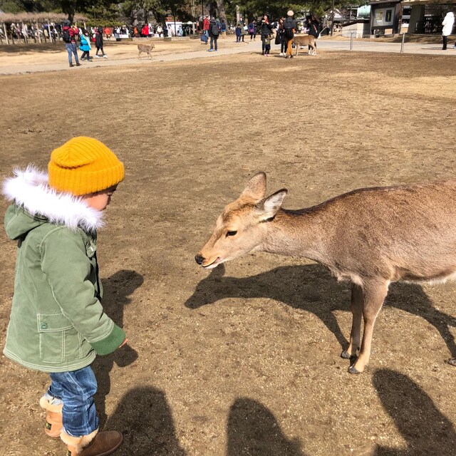 めぐごん