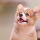 Lesienのアイコン