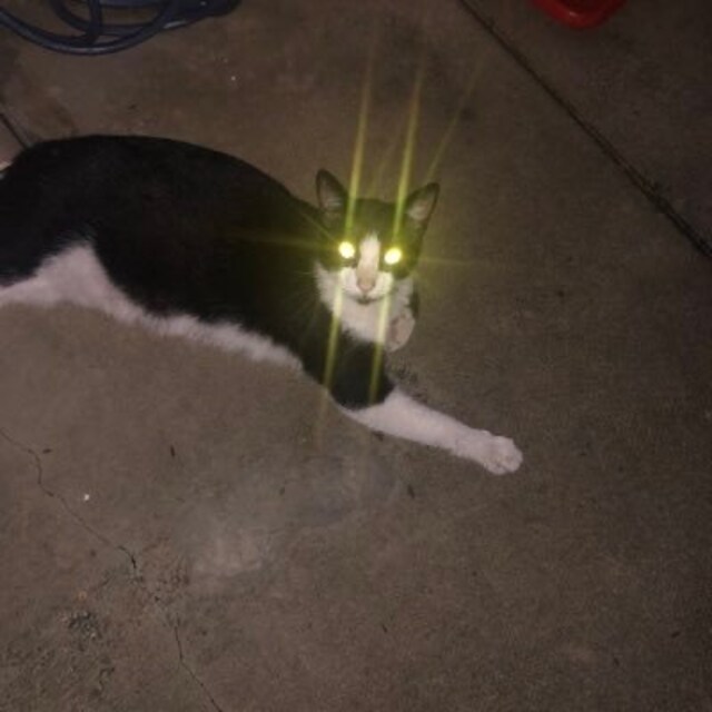 柿