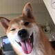 SHIBA BIANCAのアイコン