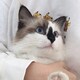 Starry233のアイコン