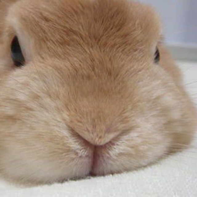 YUKI