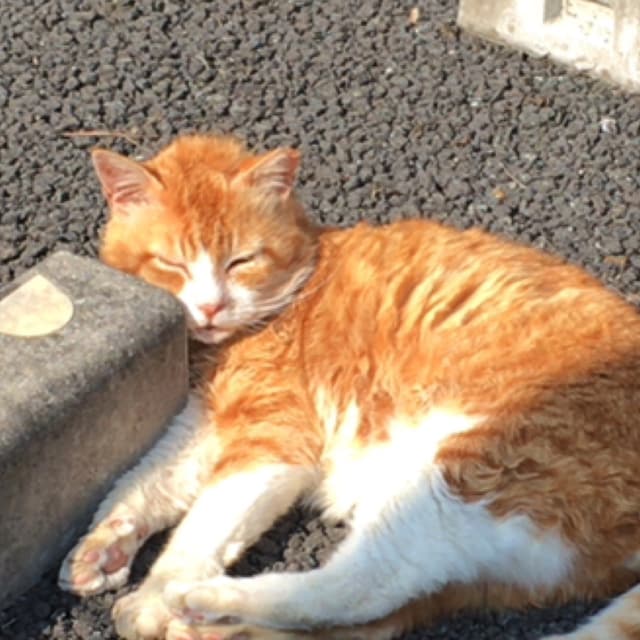 のぶろう
