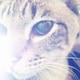 annie_jingのアイコン