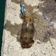 ankomotiのアイコン