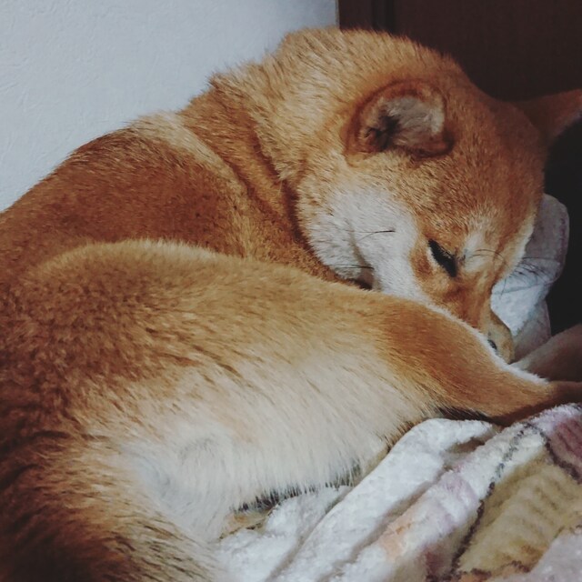 ねむぅ