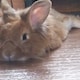 あんにょんのアイコン