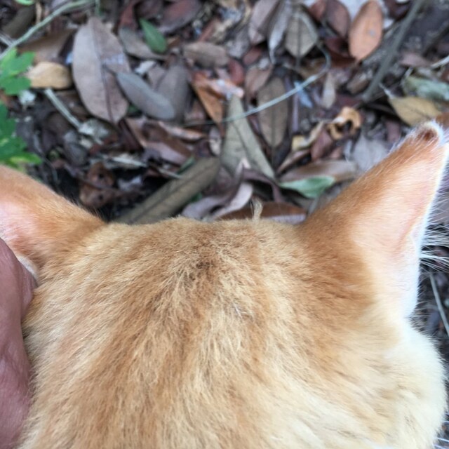 むぎこ