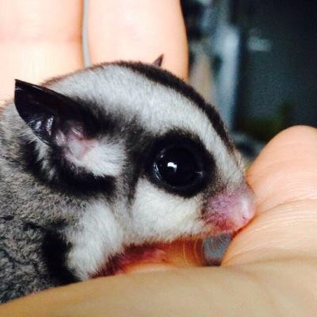 ぶん