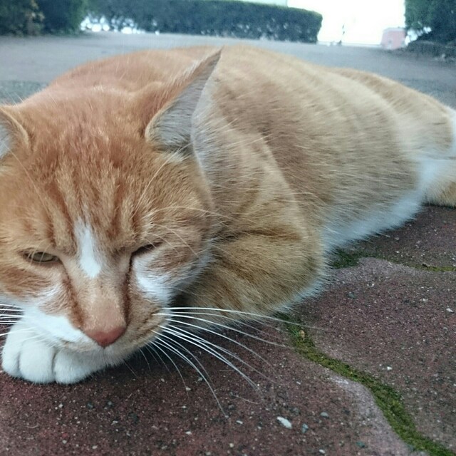 みゆき