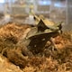 賢吾のアイコン