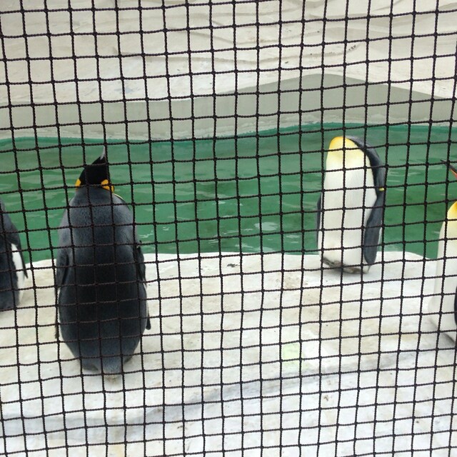 もっさん
